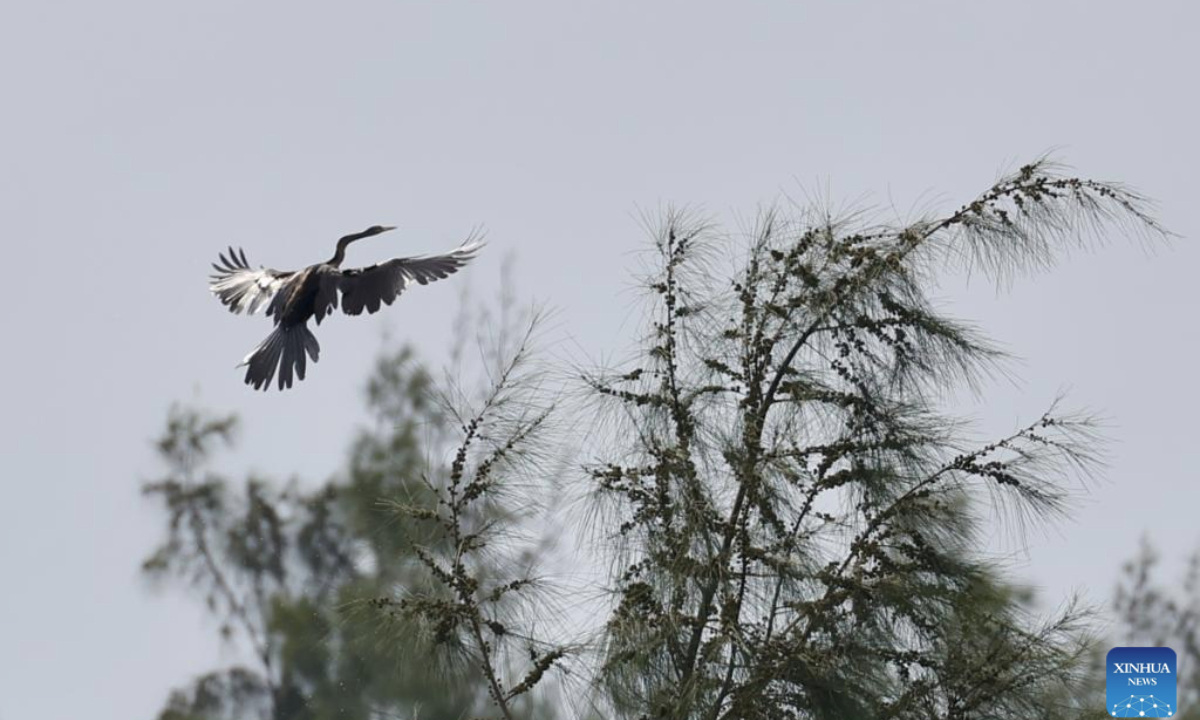 An Oriental Darter is pictured at Haiwei National Wetland Park in Changjiang Li Autonomous County, south China's Hainan Province, on July 11, 2025. An Oriental Darter (Anhinga melanogaster) has recently been observed for the first time in Hainan Province. The bird species is listed as near threatened on the IUCN Red List of Threatened Species and is extremely rare in China. (Photo by Xue Meili/Xinhua)