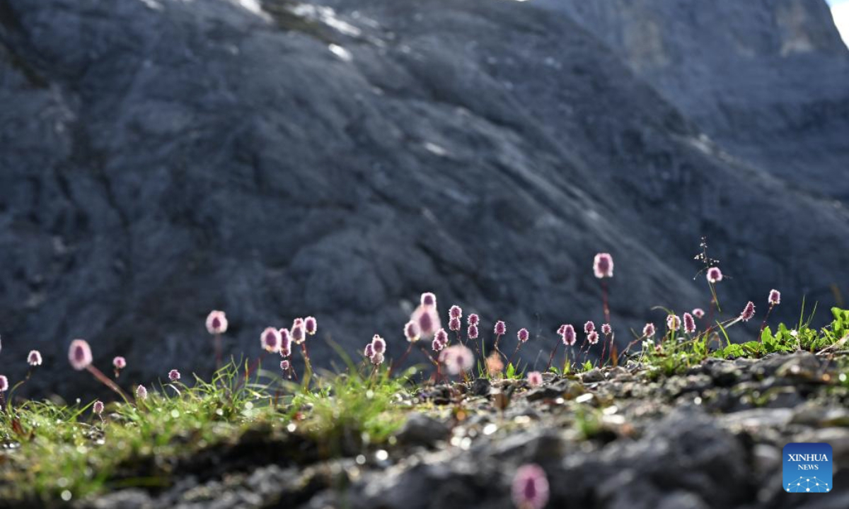 This photo taken on July 24, 2025 shows a patch of Polygonum macrophyllum D. Don in Shangri-la, the Deqen Tibetan Autonomous Prefecture, southwest China's Yunnan Province. Known as Plant Kingdom in China, Yunnan nurtures a wealth of rare alpine plants thanks to its unique geographical position, diverse landforms and complex climatic conditions. (Xinhua/Qin Qing)