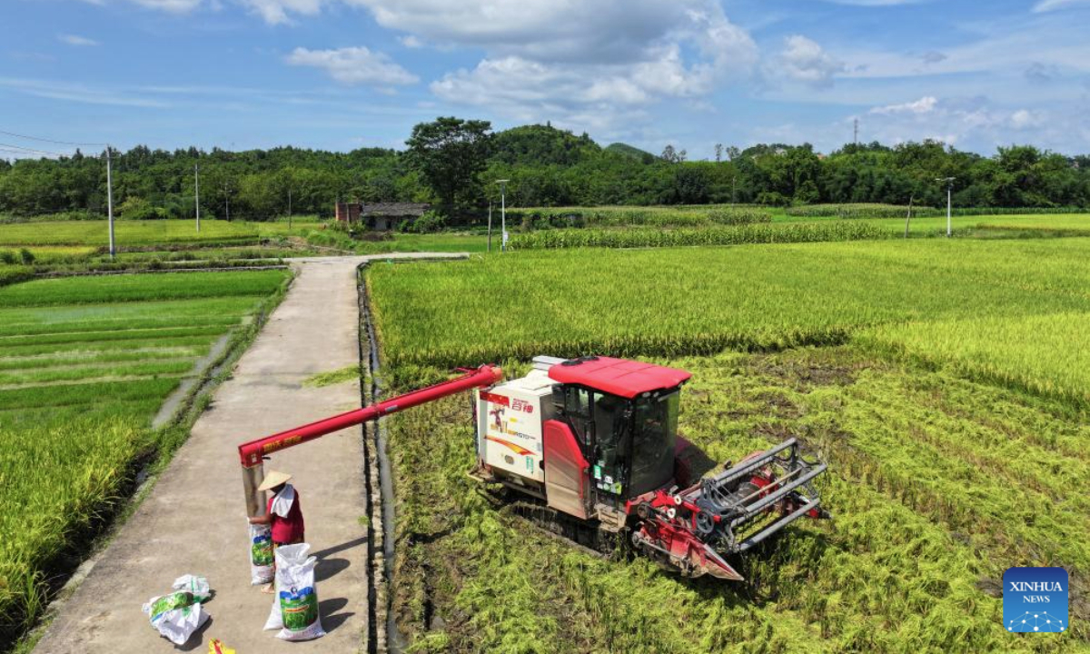 An aerial drone photo taken on July 16, 2025 shows a villager packing harvested rice in Meihua Town of Daoxian County in Yongzhou City, central China's Hunan Province. (Photo by He Hongfu/Xinhua)