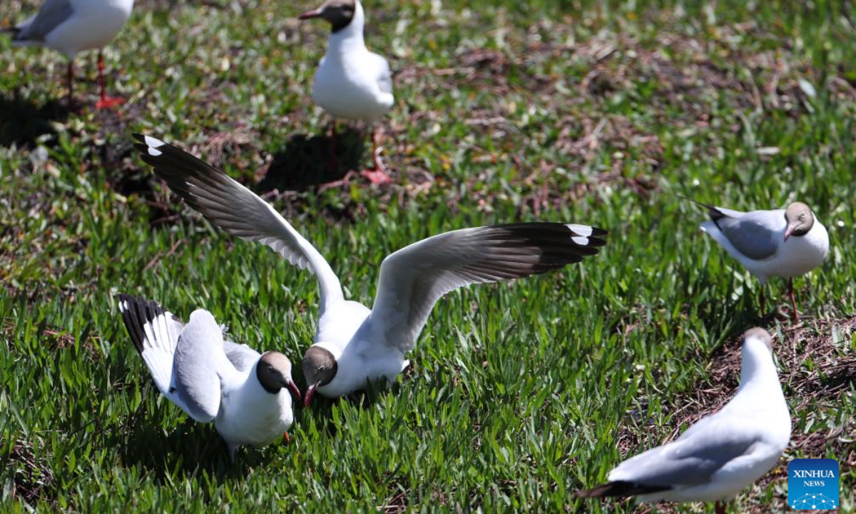 Brown-headed gulls play at the Gahai wetland in Luqu County of the Tibetan Autonomous Prefecture of Gannan, northwest China's Gansu Province, July 11, 2025. Brown-headed gulls at the Gahai wetland attracted many tourists in summer. (Xinhua/Yu Lan)