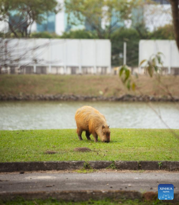 A capybara forages along the riverside in Sao Paulo, Brazil, July 24, 2025. Capybara, the world's largest rodent, grows over 1 meter long as an adult. Despite its size, capybara is remarkably easygoing. (Xinhua/Xu Yongzheng)