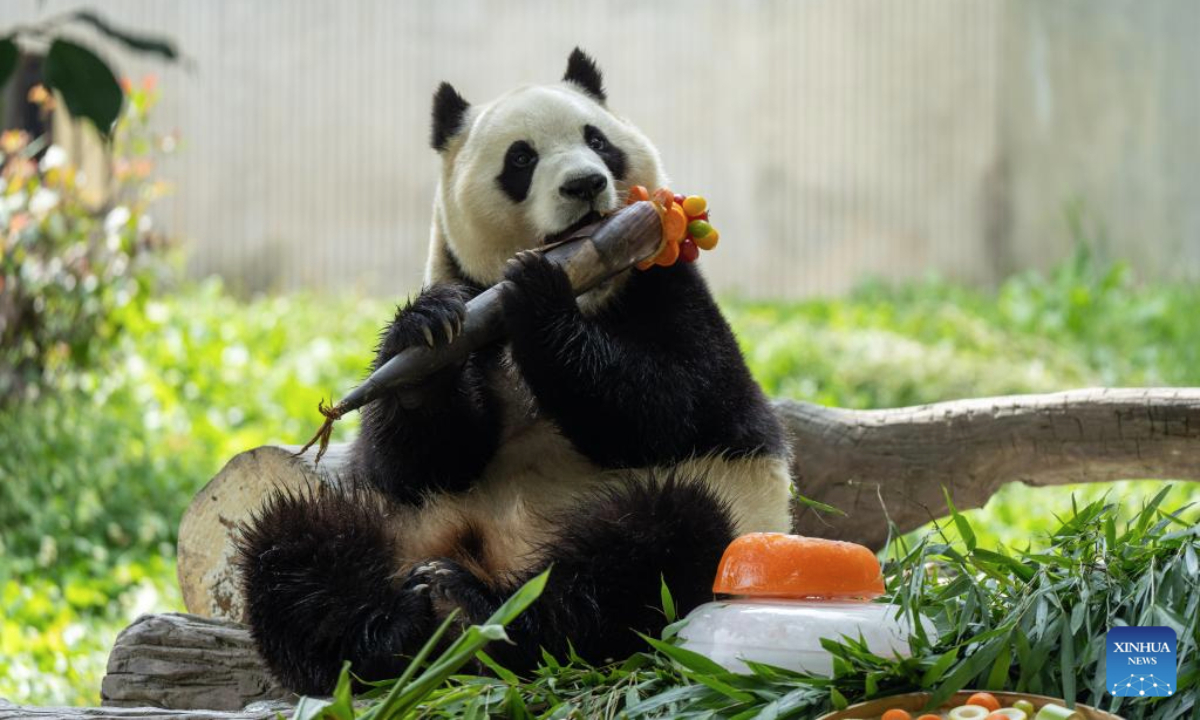 Giant panda Fubao eats bamboo at the Shenshuping giant panda base of Wolong National Nature Reserve in southwest China's Sichuan Province, July 17, 2025. A giant panda birthday season event, hosted by the China Conservation and Research Center for Giant Panda, was held here on Thursday. The much-anticipated giant pandas, including Fubao and Xiao Qiji, met the public and enjoyed delicacies such as carrots, watermelons, etc. (Xinhua/Xue Chen)