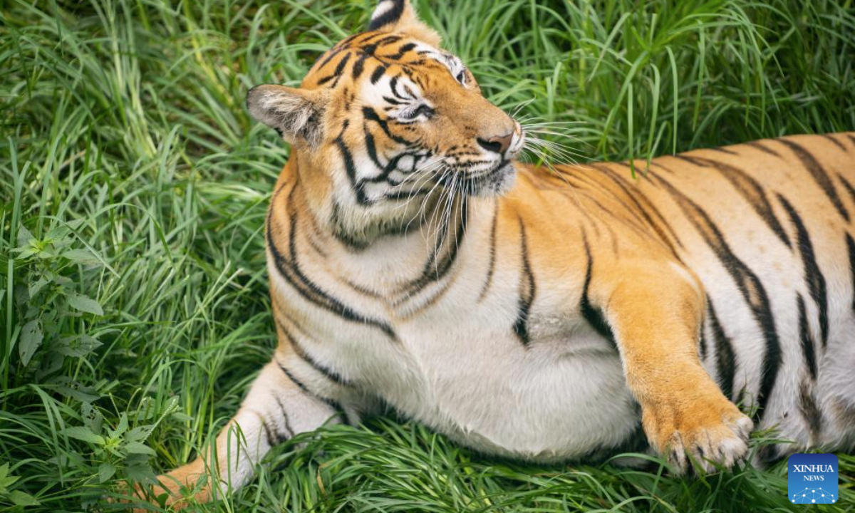 A tiger is pictured at the Central Zoo in Lalitpur, Nepal, July 29, 2025. Tuesday marks the 15th International Tiger Day. First established in 2010, the day is celebrated annually on July 29 to raise awareness of tiger conservation. (Photo by Hari Maharjan/Xinhua)