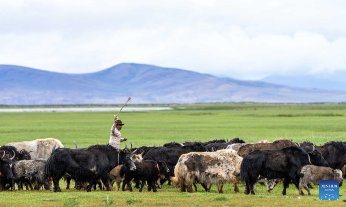 This photo taken on July 22, 2025 shows a herd of yaks in a wetland near Mapam Yumco Lake in Burang County of Ngari Prefecture, southwest China's Xizang Autonomous Region. (Xinhua/Tenzing Nima Qadhup)