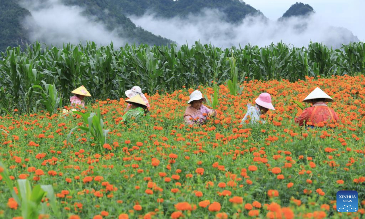 Farmers harvest marigold flowers in Tengchong, southwest China's Yunnan Province, July 21, 2025. Farmers across the country are busy with agricultural production in the farming season around Dashu, or the Great Heat, the 12th of traditional Chinese 24 solar terms falling on July 22 this year. (Photo by Gong Zujin/Xinhua)