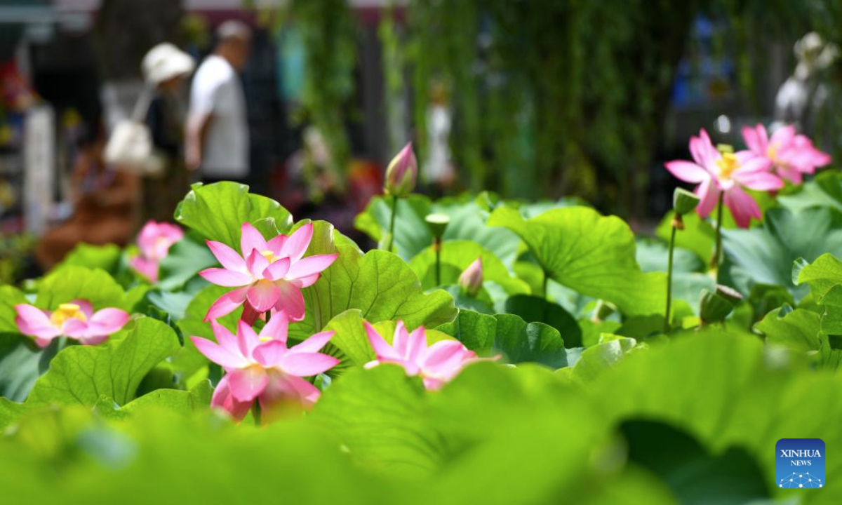 This photo taken on July 9, 2025 shows lotus flowers at Daguan Park in Kunming, southwest China's Yunnan Province. (Xinhua/Peng Yikai)