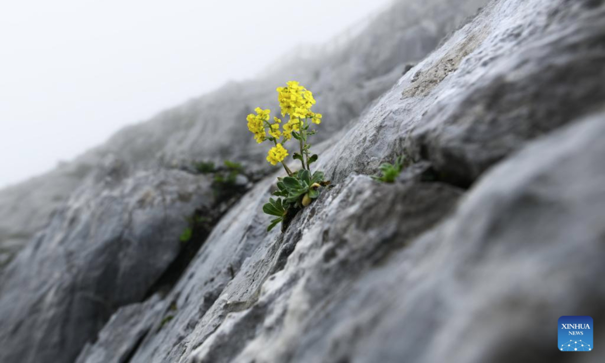 This photo taken on July 23, 2025 shows a Draba yunnanensis Franch. on Yulong Snow Mountain in Lijiang, southwest China's Yunnan Province. Known as Plant Kingdom in China, Yunnan nurtures a wealth of rare alpine plants thanks to its unique geographical position, diverse landforms and complex climatic conditions. (Photo by Zhao Qingzu/Xinhua)