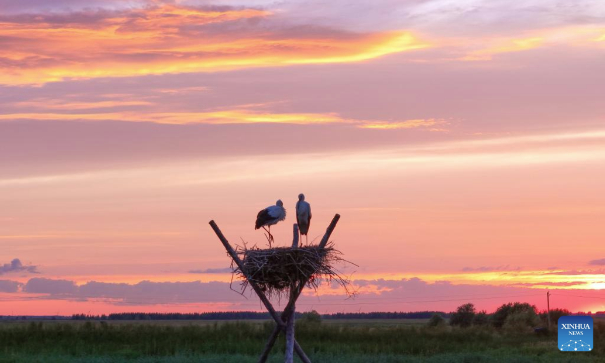 A drone photo taken on July 13, 2025 shows oriental white storks in an artificial nest at Sanhuanpao National Nature Reserve, in Fujin City, northeast China's Heilongjiang Province. Midsummer is the typical fledging season for oriental white stork chicks, which will later leave their parents.

The bird species is under first-class national protection in China. Every spring, the birds migrate from the middle and lower reaches of the Yangtze River back to their breeding habitats in northeast China. (Photo by Qu Yubao/Xinhua)