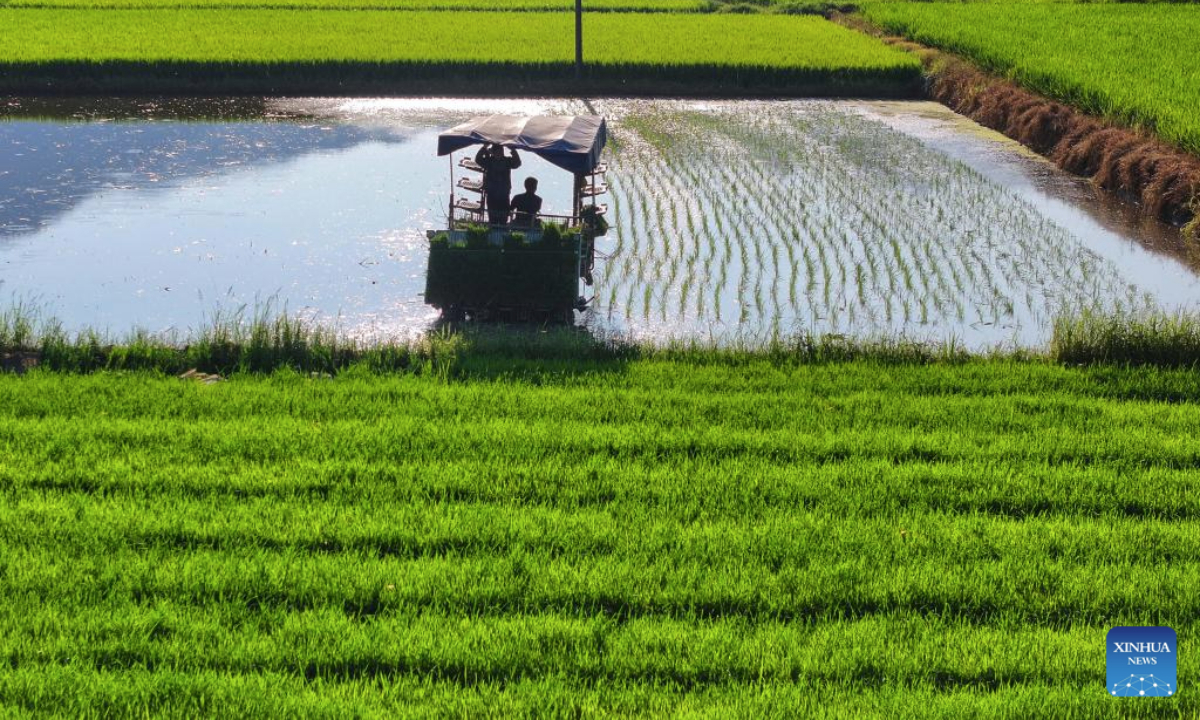An aerial drone photo taken on July 15, 2025 shows villagers operating a farming machinery transplanting late rice in Hengshan County of Hengyang City, central China's Hunan Province. (Photo by Cao Zhengping/Xinhua)