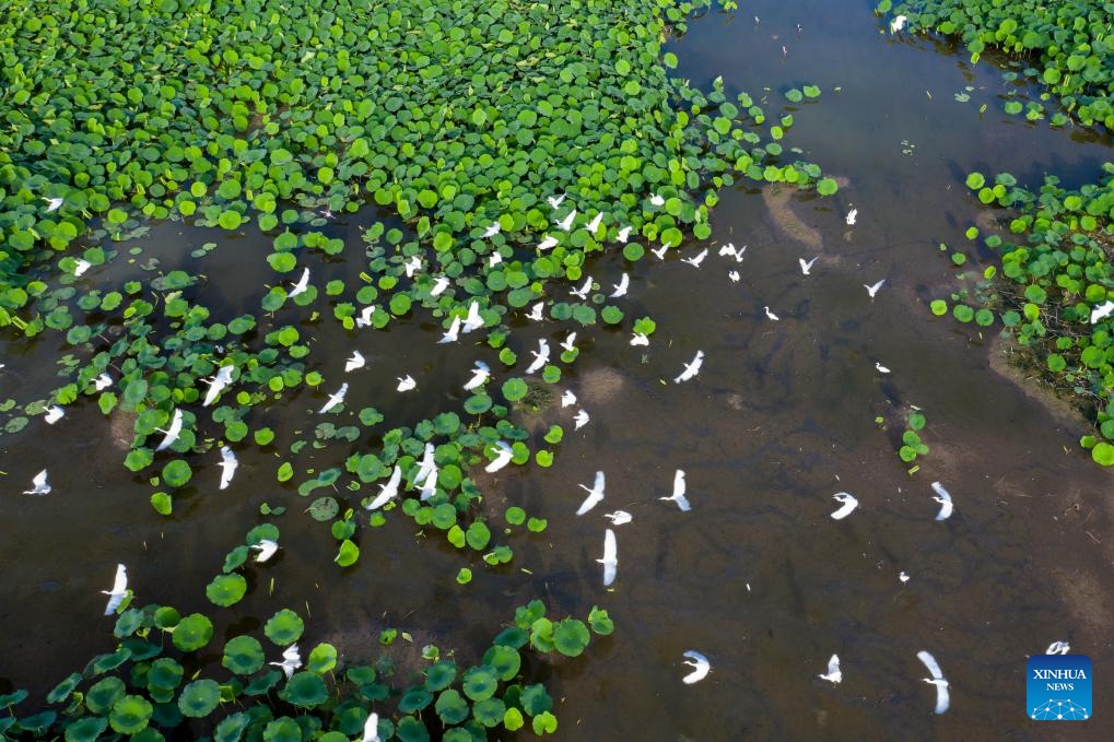 An aerial drone photo shows egrets flying over a lotus pond in Changjia Town of Gaoqing County, east China's Shandong Province, July 5, 2025. (Photo: Xinhua)