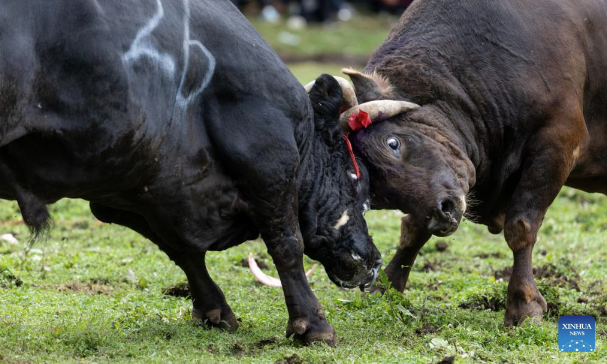 Bulls fight during a torch festival in Longtan Township, Butuo County, southwest China's Sichuan Province, July 21, 2025. A traditional torch festival of Yi ethnic group was staged from July 21 to 23 here, which featured various activities including costume displays, campfire party, traditional ethnic sports events, dancing and traditional beauty contest to attract visitors from across the country. (Xinhua/Jiang Hongjing)