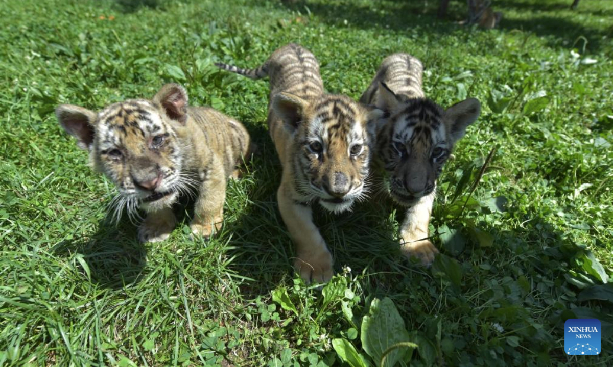 Siberian tiger cubs play at the Hengdaohezi Siberian Tiger Park in Mudanjiang, northeast China's Heilongjiang Province, July 28, 2025. A total of 40 Siberian tiger cubs have been born at the park since March. (Photo by Zhang Chunxiang/Xinhua)