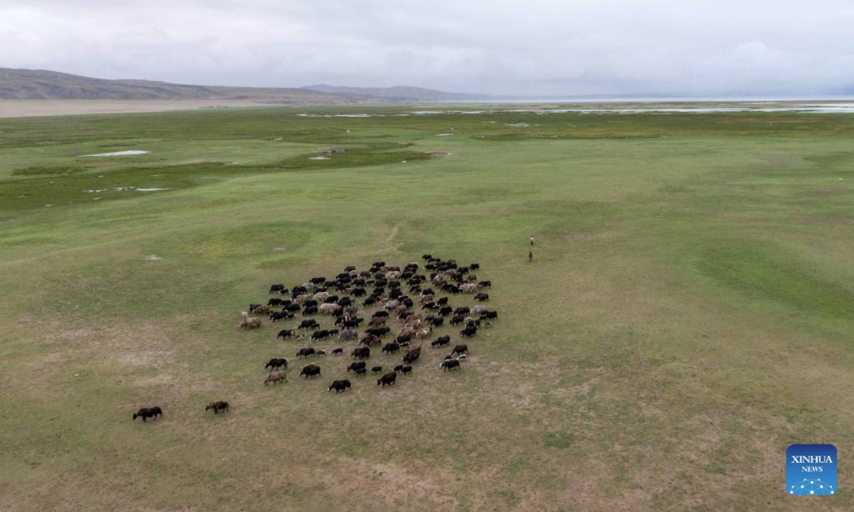 This aerial drone photo taken on July 22, 2025 shows a herd of yaks in a wetland near Mapam Yumco Lake in Burang County of Ngari Prefecture, southwest China's Xizang Autonomous Region. (Xinhua/Tenzing Nima Qadhup)