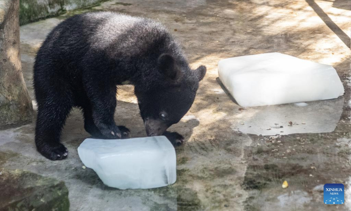A black bear plays with ice cubes at the Chongqing Zoo in southwest China's Chongqing Municipality, July 16, 2025. As the high temperature continues in Chongqing, the Chongqing Zoo has taken various measures to help animals beat the summer heat, including offering ice baths, providing air conditioning, and feeding animals with iced treats, all to ensure their safety and comfort throughout the season. (Xinhua/Tang Yi)