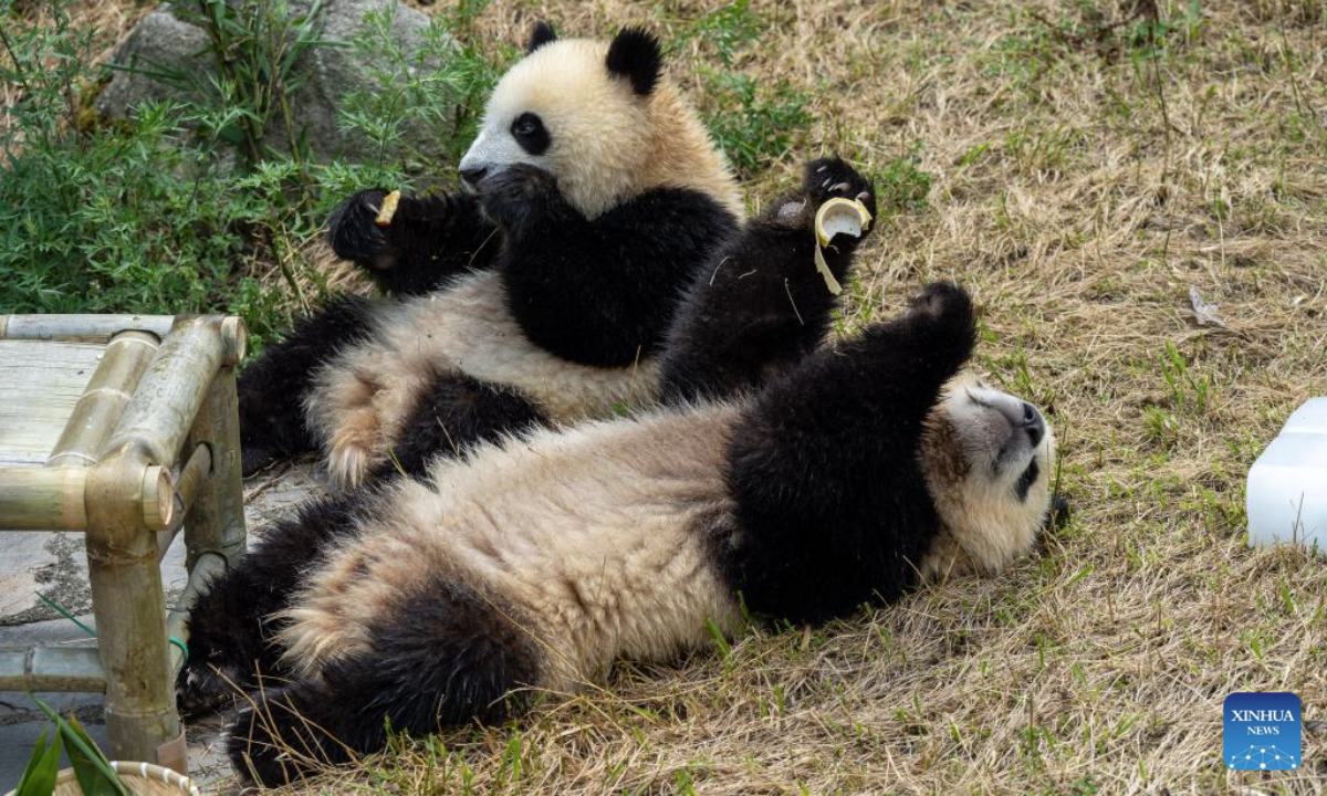 Two cubs of the giant panda Xidou lay on the ground enjoying delicious food at the Shenshuping giant panda base of Wolong National Nature Reserve in southwest China's Sichuan Province, July 17, 2025. A giant panda birthday season event, hosted by the China Conservation and Research Center for Giant Panda, was held here on Thursday. The much-anticipated giant pandas, including Fubao and Xiao Qiji, met the public and enjoyed delicacies such as carrots, watermelons, etc. (Xinhua/Xue Chen)