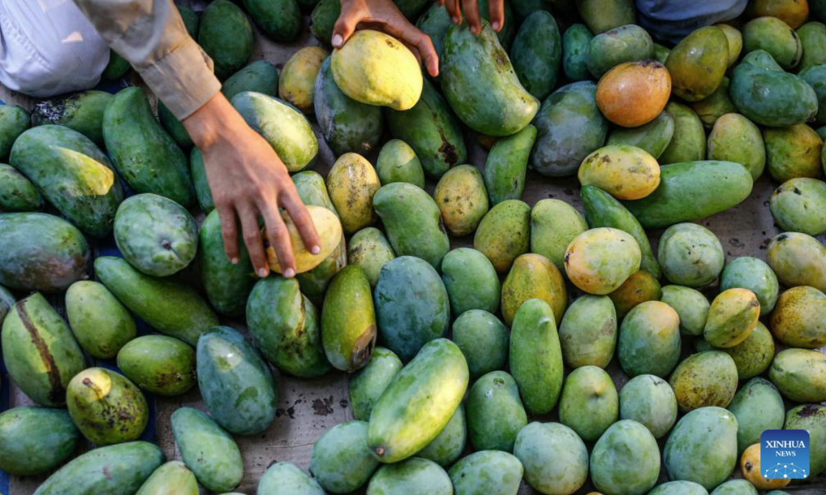 This photo taken on July 22, 2025 shows newly-harvested mangoes at a farm in Ismailia Governorate, Egypt. Mangoes have entered harvest season in Egypt. (Xinhua/Ahmed Gomaa)