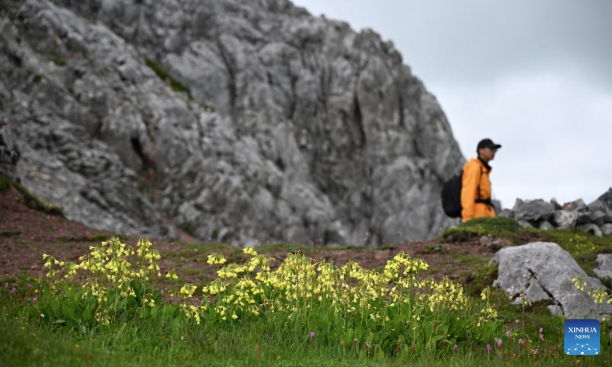 This photo taken on July 23, 2025 shows a patch of Primula sikkimensis Hook. on Shika Snow Mountain scenic area in Shangri-la, the Deqen Tibetan Autonomous Prefecture, southwest China's Yunnan Province. Known as Plant Kingdom in China, Yunnan nurtures a wealth of rare alpine plants thanks to its unique geographical position, diverse landforms and complex climatic conditions. (Xinhua/Qin Qing)