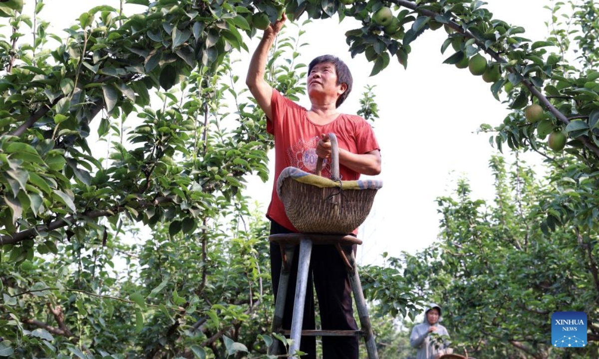 A farmer picks pears at an orchard in Zhaoxian County, north China's Hebei Province, July 8, 2025. In recent years, Zhaoxian County has actively guided fruit farmers to develop pear cultivation, so as to promote farmers' income and rural revitalization. (Xinhua/Yang Shiyao)