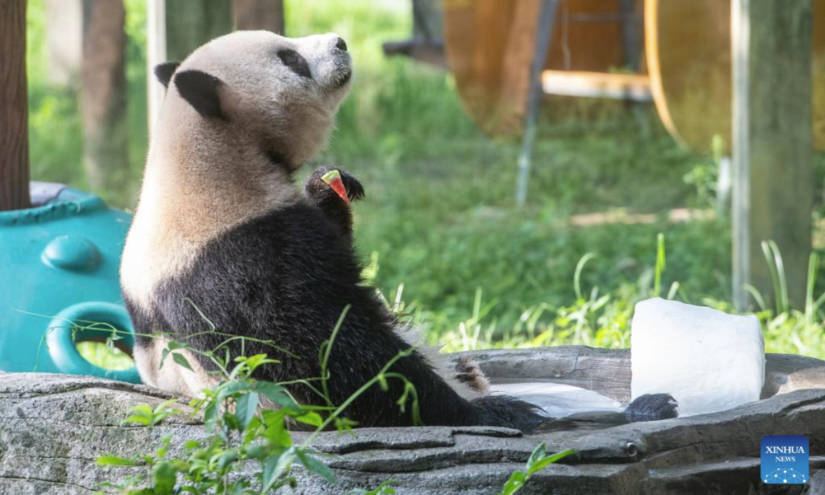 A giant panda enjoys iced watermelon at the Chongqing Zoo in southwest China's Chongqing Municipality, July 16, 2025. As the high temperature continues in Chongqing, the Chongqing Zoo has taken various measures to help animals beat the summer heat, including offering ice baths, providing air conditioning, and feeding animals with iced treats, all to ensure their safety and comfort throughout the season. (Xinhua/Tang Yi)