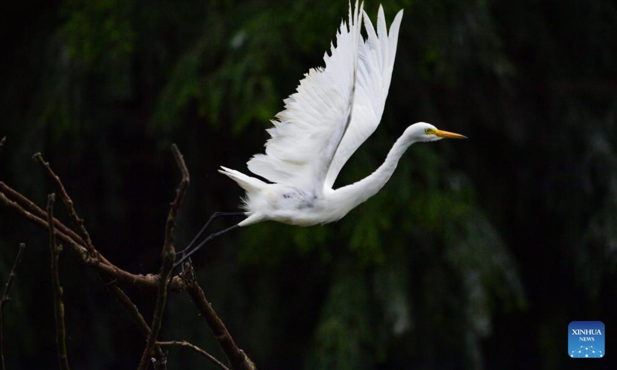 This photo taken on July 7, 2025 shows an egret in Dianchi Haihong wetland park in Kunming, capital of southwest China's Yunnan Province. The abundant fish and shrimp in Dianchi Haihong wetland park attract a large number of egrets, herons and other birds during summer. (Xinhua/Chen Xinbo)