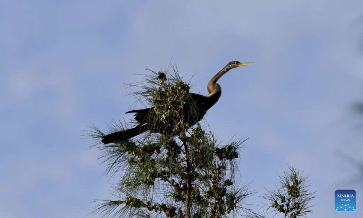 An Oriental Darter is pictured at Haiwei National Wetland Park in Changjiang Li Autonomous County, south China's Hainan Province, on July 12, 2025. An Oriental Darter (Anhinga melanogaster) has recently been observed for the first time in Hainan Province. The bird species is listed as near threatened on the IUCN Red List of Threatened Species and is extremely rare in China. (Photo by Xue Meili/Xinhua)