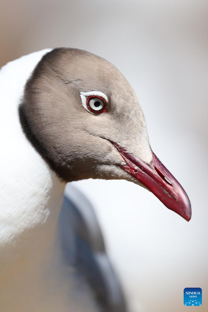 A brown-headed gull rests at the Gahai wetland in Luqu County of the Tibetan Autonomous Prefecture of Gannan, northwest China's Gansu Province, July 11, 2025. Brown-headed gulls at the Gahai wetland attracted many tourists in summer. (Xinhua/Chen Bin)