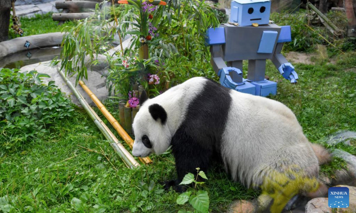 Giant panda Dingding plays by birthday gifts at the Moscow Zoo in Moscow, Russia, on July 30, 2025. The Moscow Zoo held an event to celebrate giant panda Dingding's eighth birthday on Wednesday. (Photo by Alexander Zemlianichenko Jr/Xinhua)