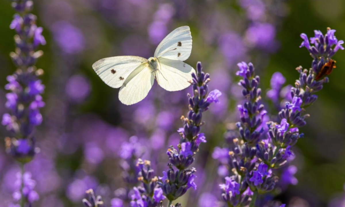 A cabbage butterfly flies among lavender blossoms at a lavender field in Milton, Ontario, Canada, on July 22, 2025. (Photo by Zou Zheng/Xinhua)