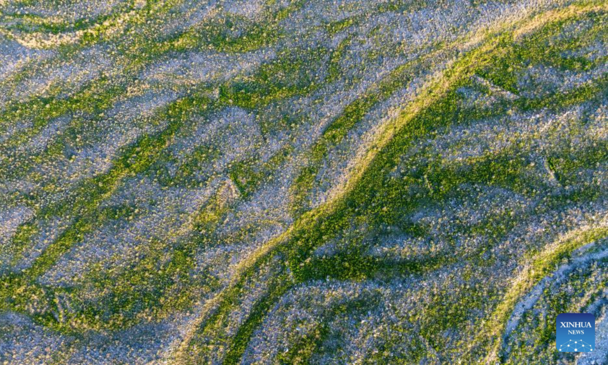 An aerial drone photo taken on July 29, 2025 shows lush grass and trees at the foot of the Helan Mountain in northwest China's Ningxia Hui Autonomous Region. (Xinhua/Wang Peng)