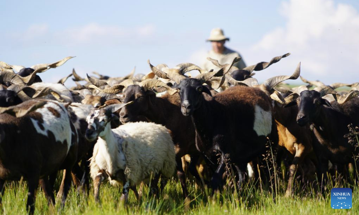 A herdsman looks after his flock on a grassland in Zeku County, Huangnan Tibetan Autonomous Prefecture, northwest China's Qinghai Province, July 30, 2025. (Xinhua/Geng Huihuang)
