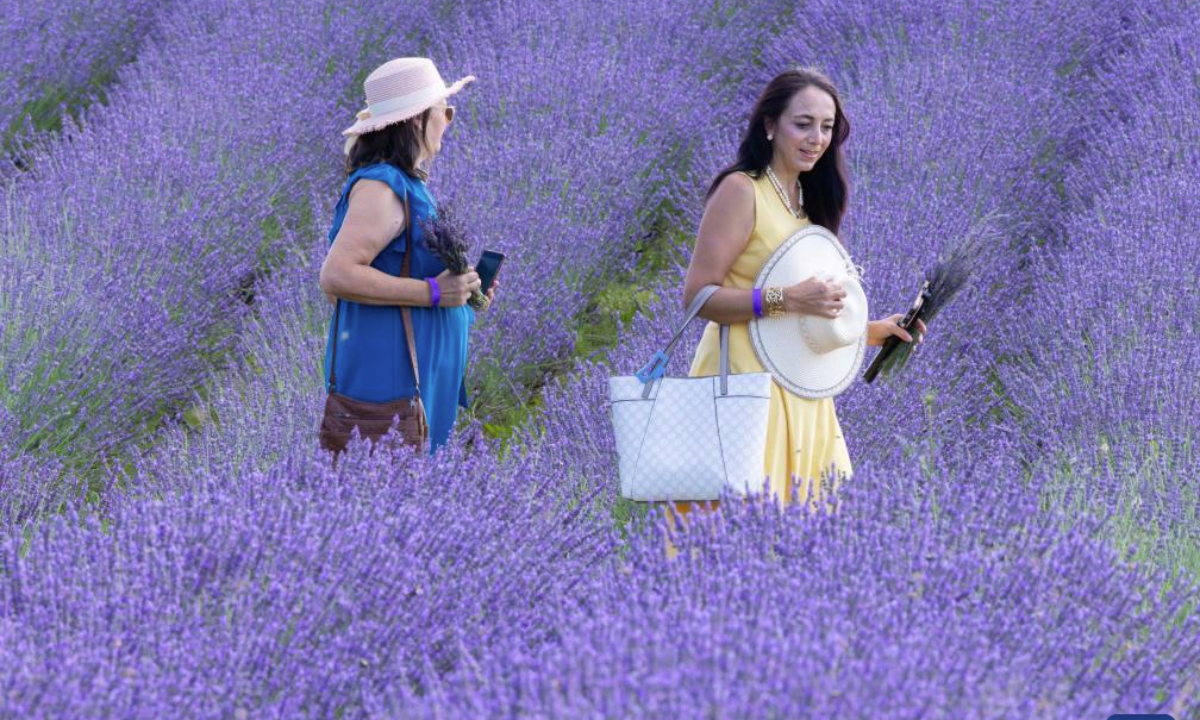 Visitors walk through a lavender field in Milton, Ontario, Canada, on July 22, 2025. (Photo by Zou Zheng/Xinhua)