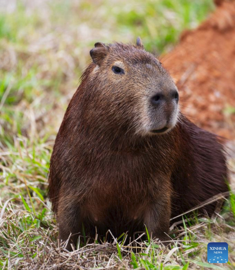 A capybara rests on the bank of the Pinheiros river in Sao Paulo, Brazil, July 24, 2025. Capybara, the world's largest rodent, grows over 1 meter long as an adult. Despite its size, capybara is remarkably easygoing. (Xinhua/Xu Yongzheng)