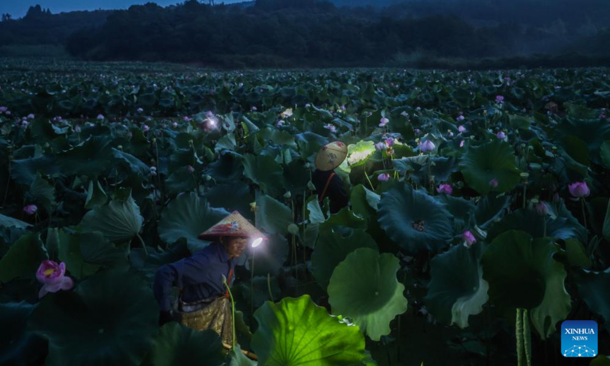Villagers pick lotus pods in Daciyan Town, Jiande City, east China's Zhejiang Province, July 18, 2025. Over 2,300 households in Daciyan Town of Jiande are engaged in lotus cultivation. The lotus planting area in the town has reached 634.4 hectares, with an annual lotus seed yield of 748 tonnes. The town's annual output value of the entire industrial chain concerning lotus cultivation reaches 300 million yuan (about 41.8 million U.S. dollars). (Xinhua/Xu Yu)