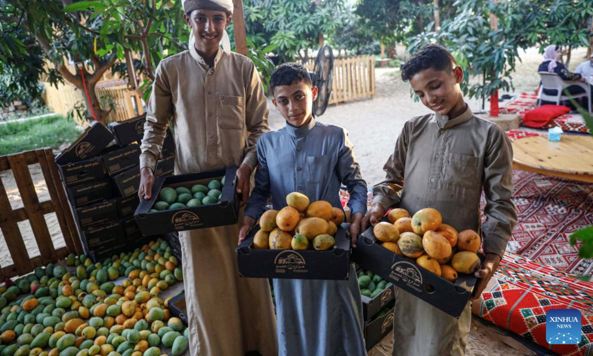 Farmers show newly-harvested mangoes at a farm in Ismailia Governorate, Egypt, on July 22, 2025. Mangoes have entered harvest season in Egypt. (Xinhua/Ahmed Gomaa)