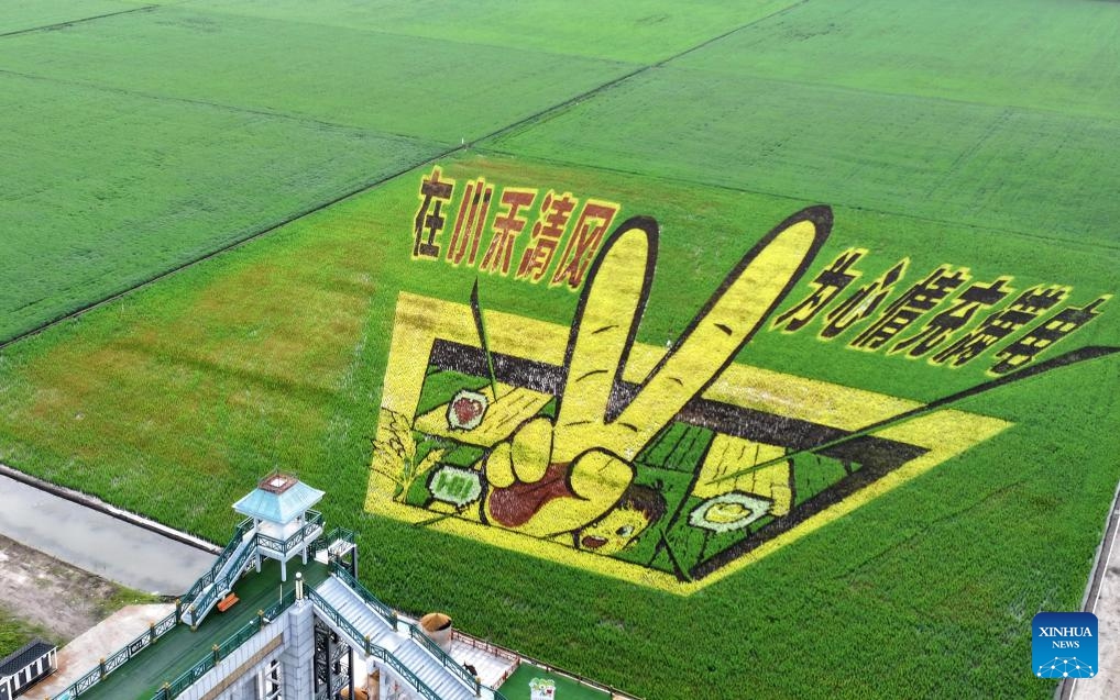 An aerial drone photo taken on July 5, 2025 shows a view of a modern agricultural sightseeing park under the Beidahuang Group in Hulin City in northeast China's Heilongjiang Province. At present, in the rice producing areas of Heilongjiang Province, various magnificent rice field pictures drawn by different varieties of rice are unfolding on the vast black soil. (Photo: Xinhua)