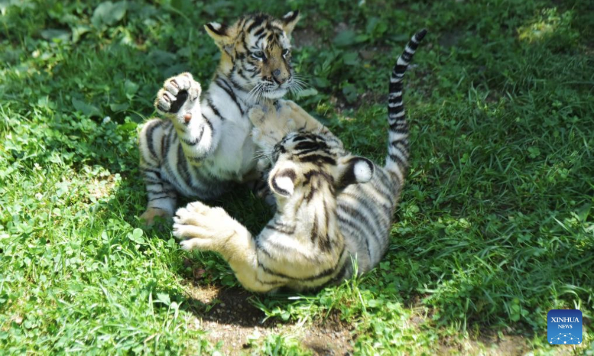 Siberian tiger cubs play at the Hengdaohezi Siberian Tiger Park in Mudanjiang, northeast China's Heilongjiang Province, July 28, 2025. A total of 40 Siberian tiger cubs have been born at the park since March. (Photo by Zhang Chunxiang/Xinhua)