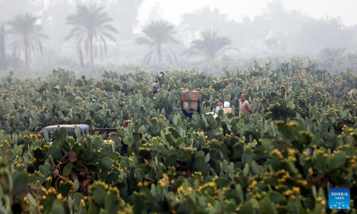 Farmers harvest prickly pears at a farm in Qalyubia Governorate, Egypt, on July 11, 2025. (Xinhua/Ahmed Gomaa)
