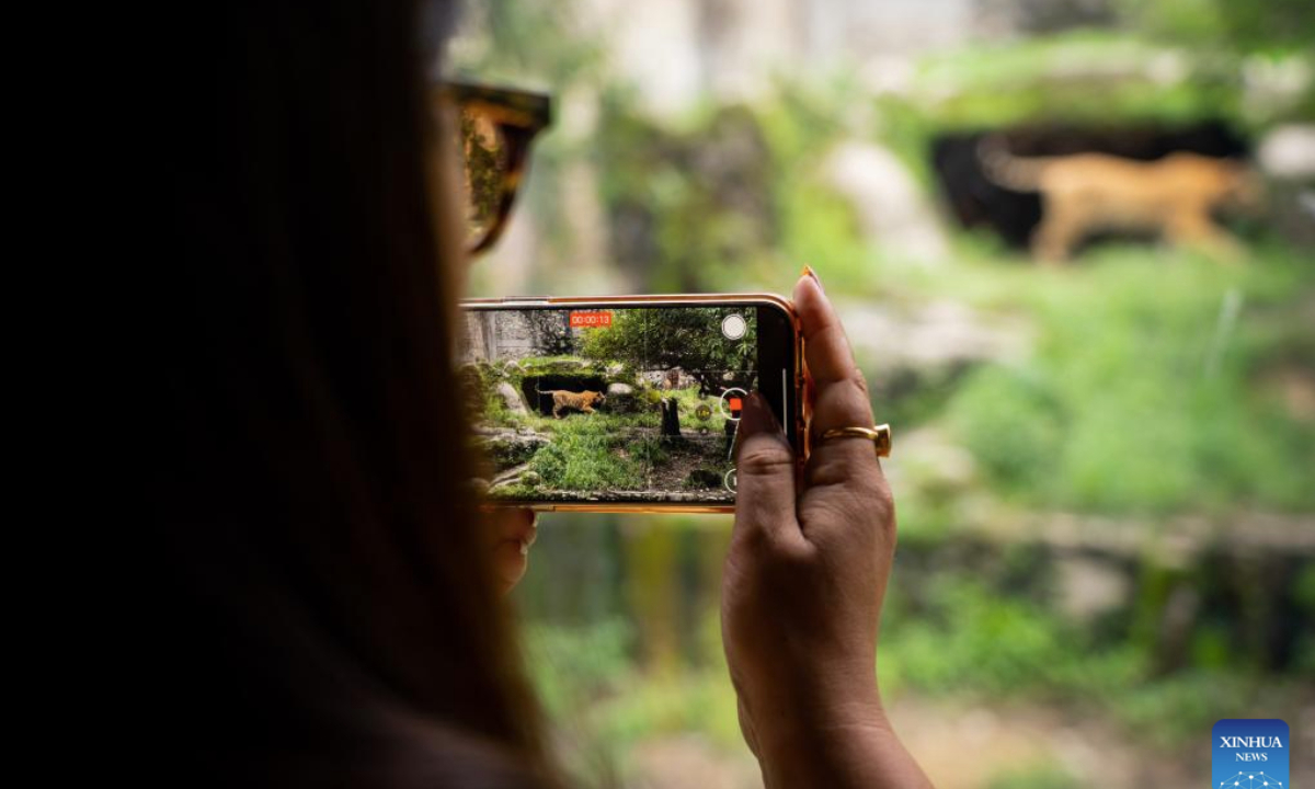 A visitor takes a video of a tiger at the Central Zoo in Lalitpur, Nepal, July 29, 2025. Tuesday marks the 15th International Tiger Day. First established in 2010, the day is celebrated annually on July 29 to raise awareness of tiger conservation. (Photo by Hari Maharjan/Xinhua)