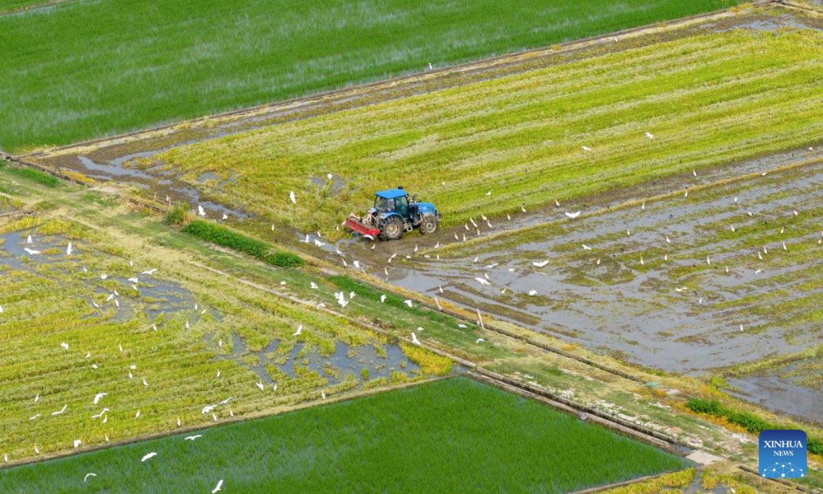 An aerial drone photo taken on July 14, 2025 shows a villager operating machinery to plow the field in Huangjiabu Town of Yuyao City, east China's Zhejiang Province. (Photo by Zhang Hui/Xinhua)