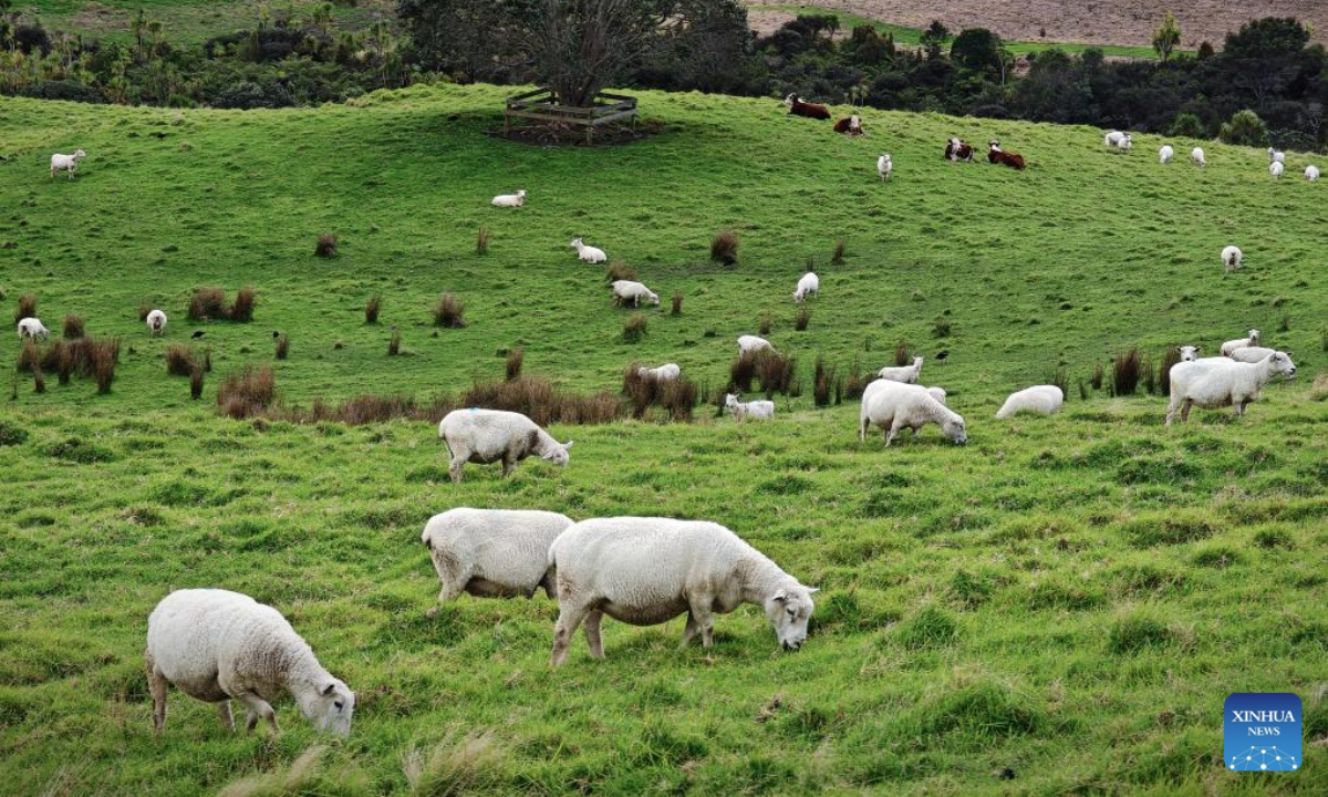 This photo taken on June 29, 2025 shows the winter scenery in North Island, New Zealand. (Photo by Wu Jiaxiang/Xinhua)