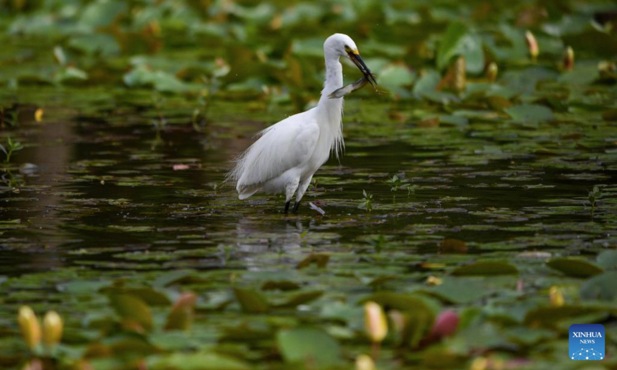 An egret preys in Dianchi Haihong wetland park in Kunming, capital of southwest China's Yunnan Province, July 7, 2025. The abundant fish and shrimp in Dianchi Haihong wetland park attract a large number of egrets, herons and other birds during summer. (Xinhua/Chen Xinbo)