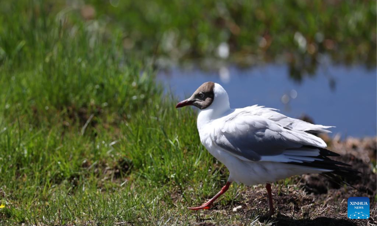 A brown-headed gull rests at the Gahai wetland in Luqu County of the Tibetan Autonomous Prefecture of Gannan, northwest China's Gansu Province, July 11, 2025. Brown-headed gulls at the Gahai wetland attracted many tourists in summer. (Xinhua/Yu Lan)