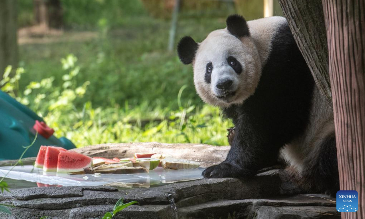 A giant panda enjoys iced watermelon at the Chongqing Zoo in southwest China's Chongqing Municipality, July 16, 2025. As the high temperature continues in Chongqing, the Chongqing Zoo has taken various measures to help animals beat the summer heat, including offering ice baths, providing air conditioning, and feeding animals with iced treats, all to ensure their safety and comfort throughout the season. (Xinhua/Tang Yi)