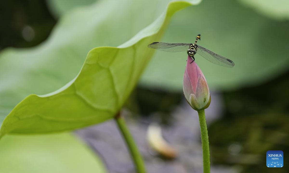 A dragonfly perches on a lotus bud at a park of Jurong City, east China's Jiangsu Province, on July 22, 2025. The 12th of traditional Chinese 24 solar terms, Dashu, or The Great Heat, which means the hottest day in the summer, fell on July 22 this year. Lotus flowers are in full bloom in many places across China on the day. (Photo by Zhong Xueman/Xinhua)