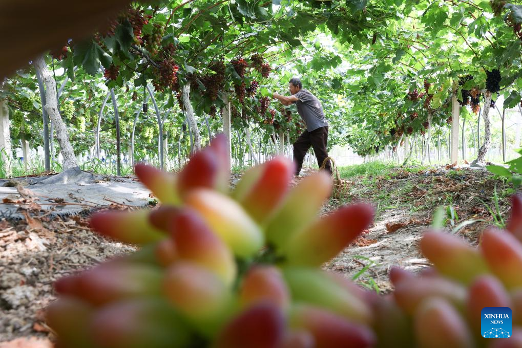 A farmer picks grapes in Huai'an, east China's Jiangsu Province, July 21, 2025. Farmers across the country are busy with agricultural production in the farming season around Dashu, or the Great Heat, the 12th of traditional Chinese 24 solar terms falling on July 22 this year. (Photo by Wan Zhen/Xinhua)