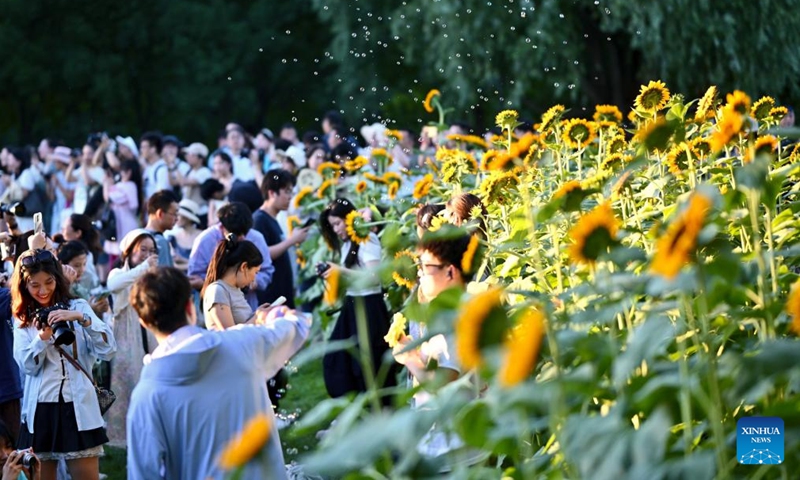 Tourists visit a sunflower field at the Olympic Forest Park in Beijing, capital of China, July 5, 2025. The sunflowers here entered blooming season, attracting a good many tourists. (Photo: Xinhua)
