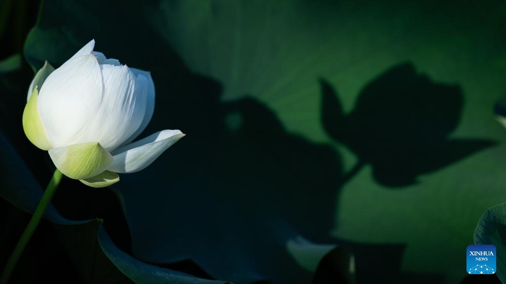 This photo taken on July 6, 2025 shows a lotus flower at the Taipa Houses Museum in Macao, south China. The 25th Macao Lotus Flower Festival is held here from July 6 to 20. (Photo: Xinhua)