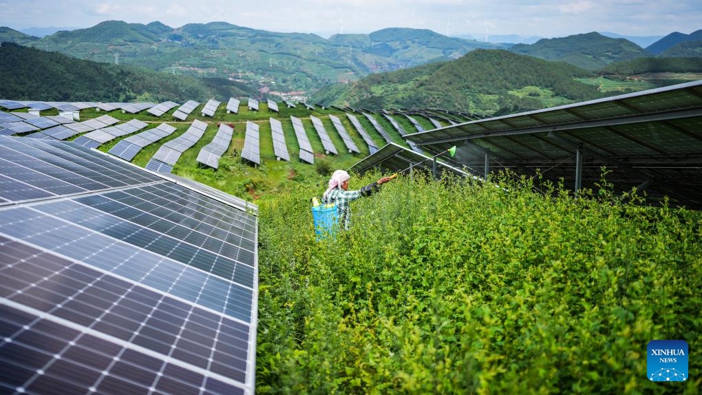 A farmer works amid photovoltaic panels at a solar power station in the Yi-Hui-Miao Autonomous County of Weining, southwest China's Guizhou Province, July 3, 2025. In recent years, Guizhou has made significant progress in ecological construction, striving to transform ecological advantages into developmental strengths. (Photo: Xinhua)