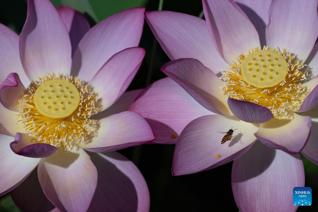 This photo taken on July 6, 2025 shows lotus flowers at the Taipa Houses Museum in Macao, south China. The 25th Macao Lotus Flower Festival is held here from July 6 to 20. (Photo: Xinhua)