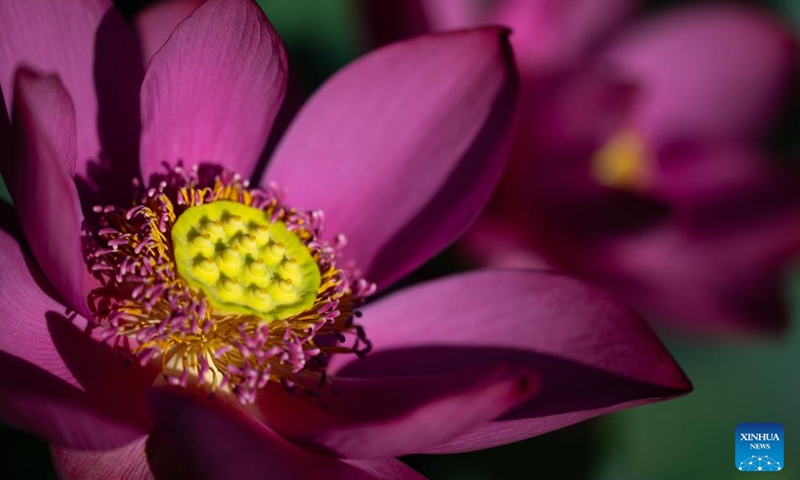 This photo taken on July 6, 2025 shows lotus flowers at the Taipa Houses Museum in Macao, south China. The 25th Macao Lotus Flower Festival is held here from July 6 to 20. (Photo: Xinhua)